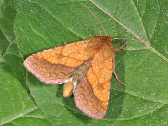 Pyrrhia umbra Hfn. adulte - �Philippe Mothiron