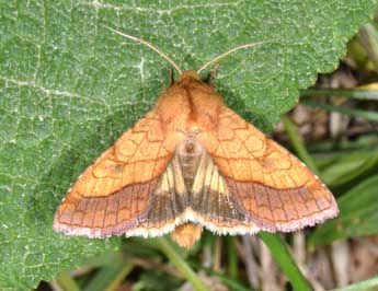 Pyrrhia umbra Hfn. adulte - �Philippe Mothiron