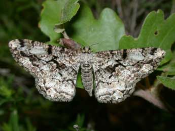 Peribatodes umbraria Hb. adulte - �Philippe Mothiron