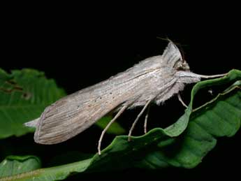 Cucullia umbratica L. adulte - �Philippe Mothiron