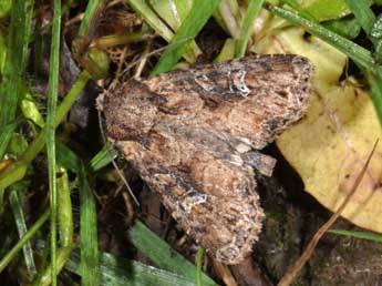 Apamea unanimis Hb. adulte - �Philippe Mothiron