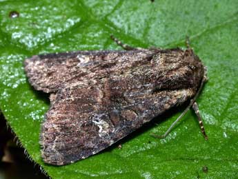 Apamea unanimis Hb. adulte - �Philippe Mothiron