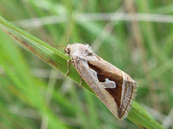 &copy;Ma�l Garrin. Deltote uncula Cl.