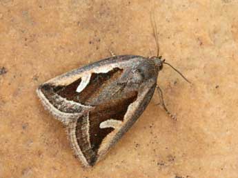 Deltote uncula Cl. adulte - �Daniel Morel