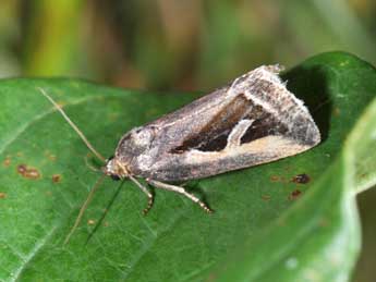 Deltote uncula Cl. adulte - �Philippe Mothiron