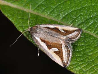 Deltote uncula Cl. adulte - �Philippe Mothiron