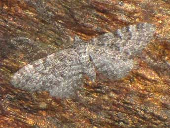 &copy;Jean-Pierre Lamoline. Eupithecia undata Frr