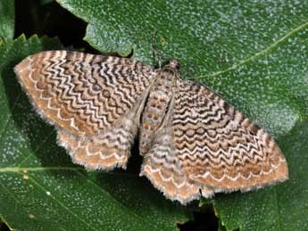 Rheumaptera undulata L. adulte - �Philippe Mothiron