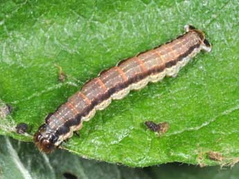  Chenille de Rheumaptera undulata L. - �Philippe Mothiron