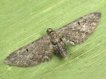 Eupithecia unedonata Mab. adulte - �Daniel Morel
