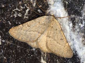 Sciadia unicoloraria Stgr adulte - �Daniel Morel