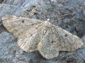 Sciadia unicoloraria Stgr adulte - �Daniel Morel