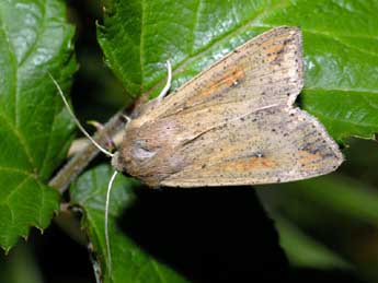 Mythimna unipuncta Hw. adulte - �Michel Rauch