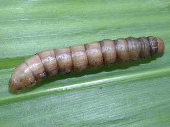  Chenille de Mythimna unipuncta Hw. - �Philippe Mothiron