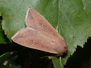 Mythimna unipuncta Hw. adulte - �Philippe Mothiron