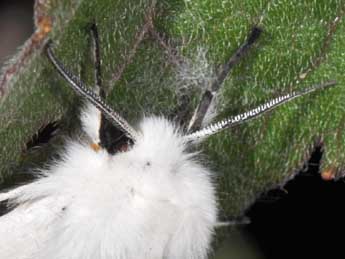 Spilosoma urticae Esp. adulte - �Philippe Mothiron