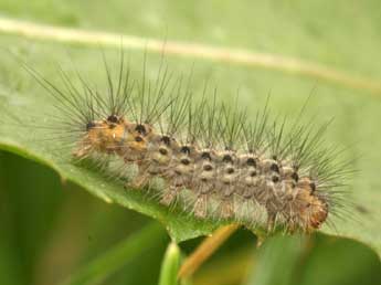  Chenille de Spilosoma urticae Esp. - �Daniel Morel