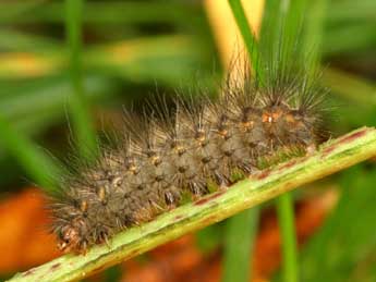  Chenille de Spilosoma urticae Esp. - �Daniel Morel