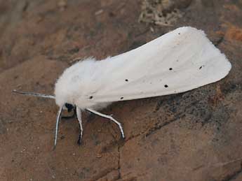 Spilosoma urticae Esp. adulte - �Daniel Morel