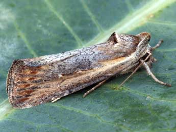 Epimecia ustula Frr adulte - �Daniel Morel