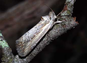 Epimecia ustula Frr adulte - �Philippe Mothiron