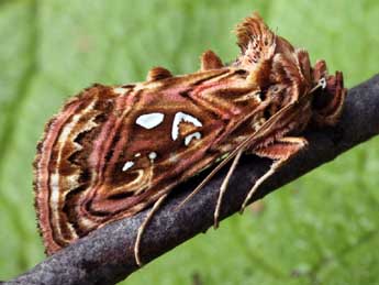 Panchrysia v-argenteum Esp. adulte - �Daniel Morel