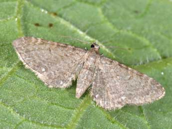 Eupithecia valerianata Hb. adulte - �Philippe Mothiron