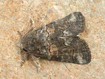 Bryophila vandalusiae Dup. adulte - �Daniel Morel