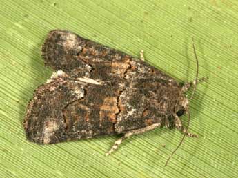 Bryophila vandalusiae Dup. adulte - �Daniel Morel