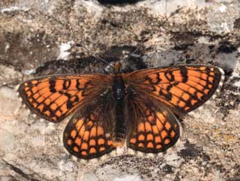 Melitaea varia H.-S. adulte - �Daniel Morel