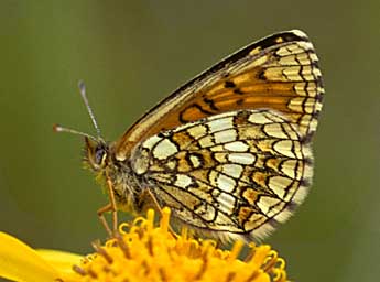 Melitaea varia H.-S. adulte - �Tristan Lafranchis