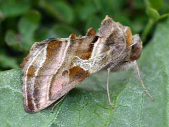 Euchalcia variabilis P. & M. adulte - �Daniel Morel