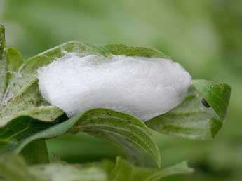  Chrysalide de Euchalcia variabilis P. & M. - �Gr�gory Guicherd