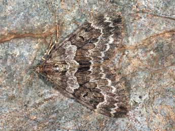 Thera variata D. & S. adulte - �Daniel Morel