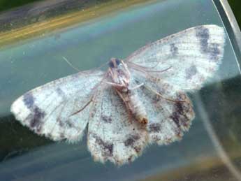 Charissa variegata Dup. adulte - �Daniel Morel