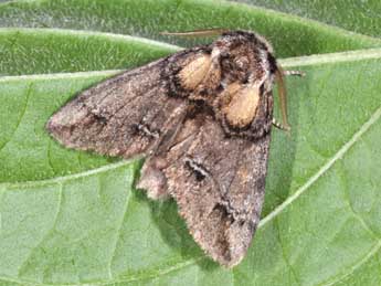 Drymonia velitaris Hfn. adulte - �Philippe Mothiron