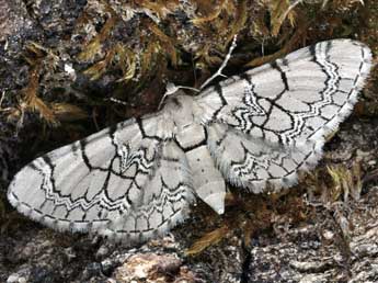 Eupithecia venosata F. adulte - �Daniel Morel