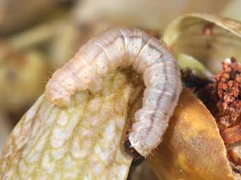  Chenille de Eupithecia venosata F. - �Philippe Mothiron