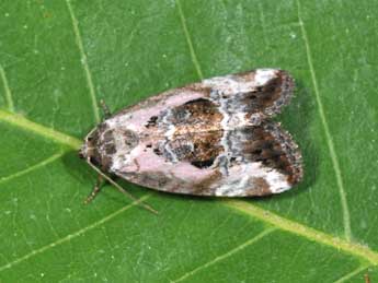 Elaphria venustula Hb. adulte - �Philippe Mothiron