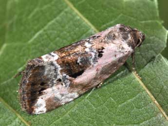 Elaphria venustula Hb. adulte - �Philippe Mothiron