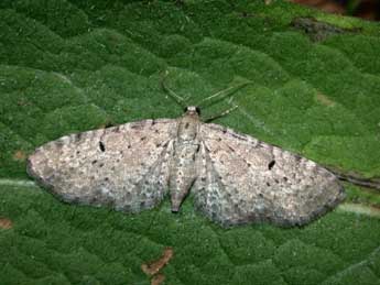 Eupithecia veratraria Grasl. adulte - �Philippe Mothiron