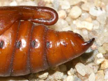  Chrysalide de Cucullia verbasci L. - �Lionel Taurand