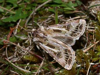 Agrotis vestigialis Hfn. adulte - �Philippe Mothiron