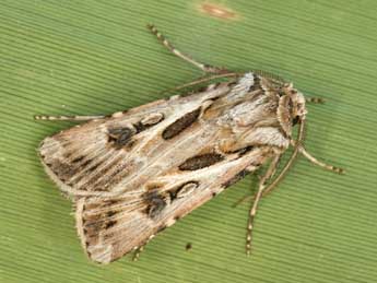 Agrotis vestigialis Hfn. adulte - �Daniel Morel