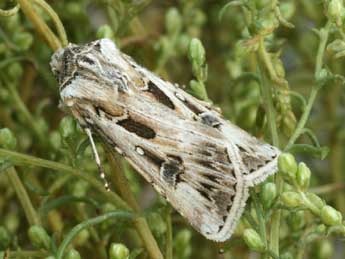 Agrotis vestigialis Hfn. adulte - �Daniel Morel