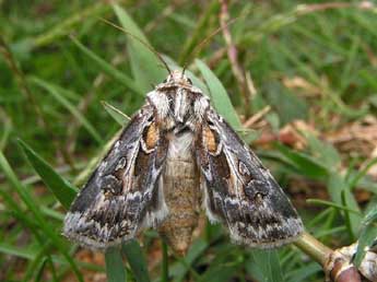 Agrotis vestigialis Hfn. adulte - �Bruno Lavou�