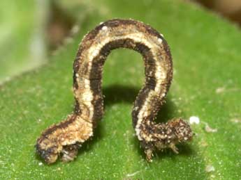  Chenille de Idaea vesubiata Mill. - �Lionel Taurand