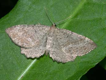 Philereme vetulata D. & S. adulte - �Philippe Mothiron