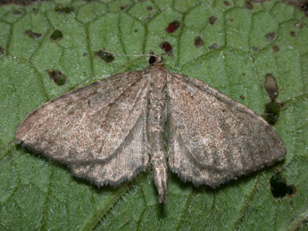 Philereme vetulata D. & S. adulte - �Philippe Mothiron