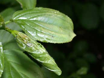  Chenille de Philereme vetulata D. & S. - �Philippe Mothiron